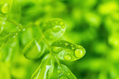 Close-up of wet plant leaves