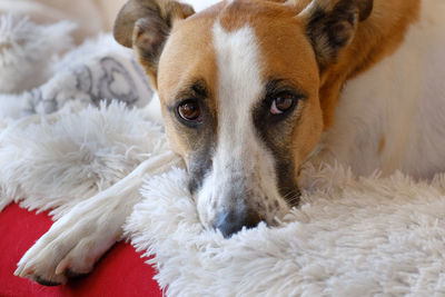 Close-up portrait of a dog at home