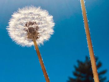 Close-up of dandelion against blue sky