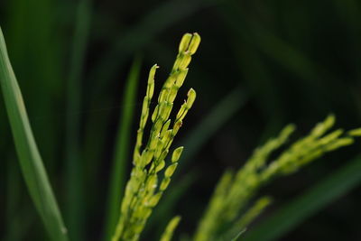 Close-up of fresh green plant