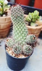 Close-up of cactus plant in pot