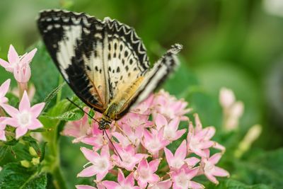 Close-up of butterfly perching on flower