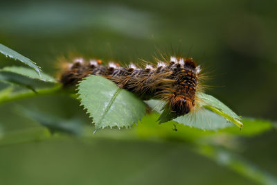Close-up of insect on plant
