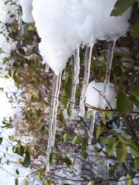 Close-up of frozen tree during winter