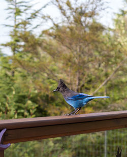 Bird perching on railing