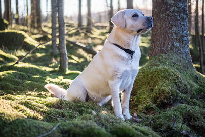 Dog looking away while sitting on tree trunk