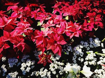 Full frame shot of red flowers