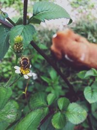 Close-up of bee on flower