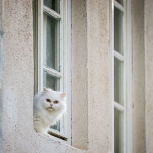 White cat at window