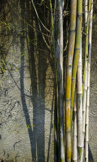 Full frame shot of bamboo trees in forest
