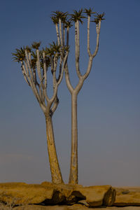 Low angle view of tree against clear sky