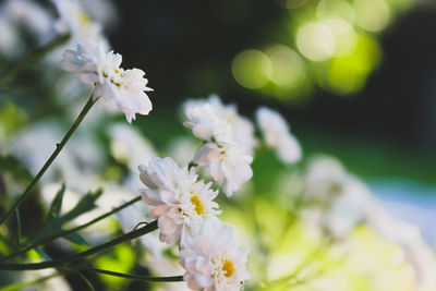 Close-up of white flowers on tree