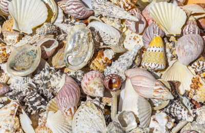 High angle view of shells in sea