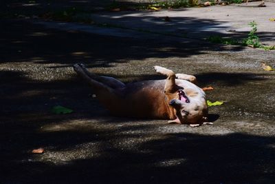 High angle view of dog relaxing on field