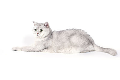 Portrait of a cat lying on white background