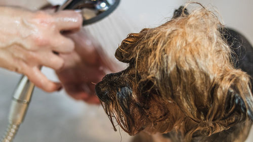 Dog grooming and getting professional service at pet salon by groomer