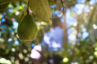 Close-up of fruit growing on tree