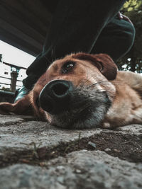 Close-up portrait of a dog resting