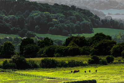 View of sheep grazing on landscape