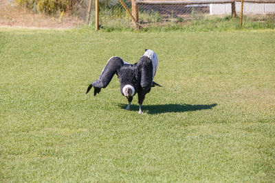 Vulture on over grassy field