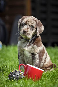 Close-up of dog sitting on grass