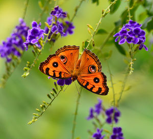 Close-up of butterfly pollinating on purple flower