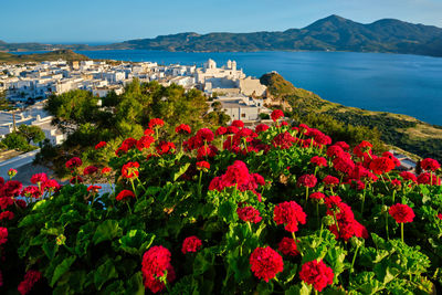 Flowering plants by sea against buildings and mountains