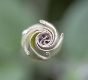 Close-up of spiral flower