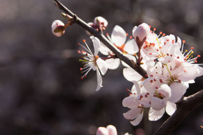 Close-up of white cherry blossoms in spring