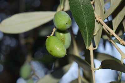 Close-up of fruits growing on tree