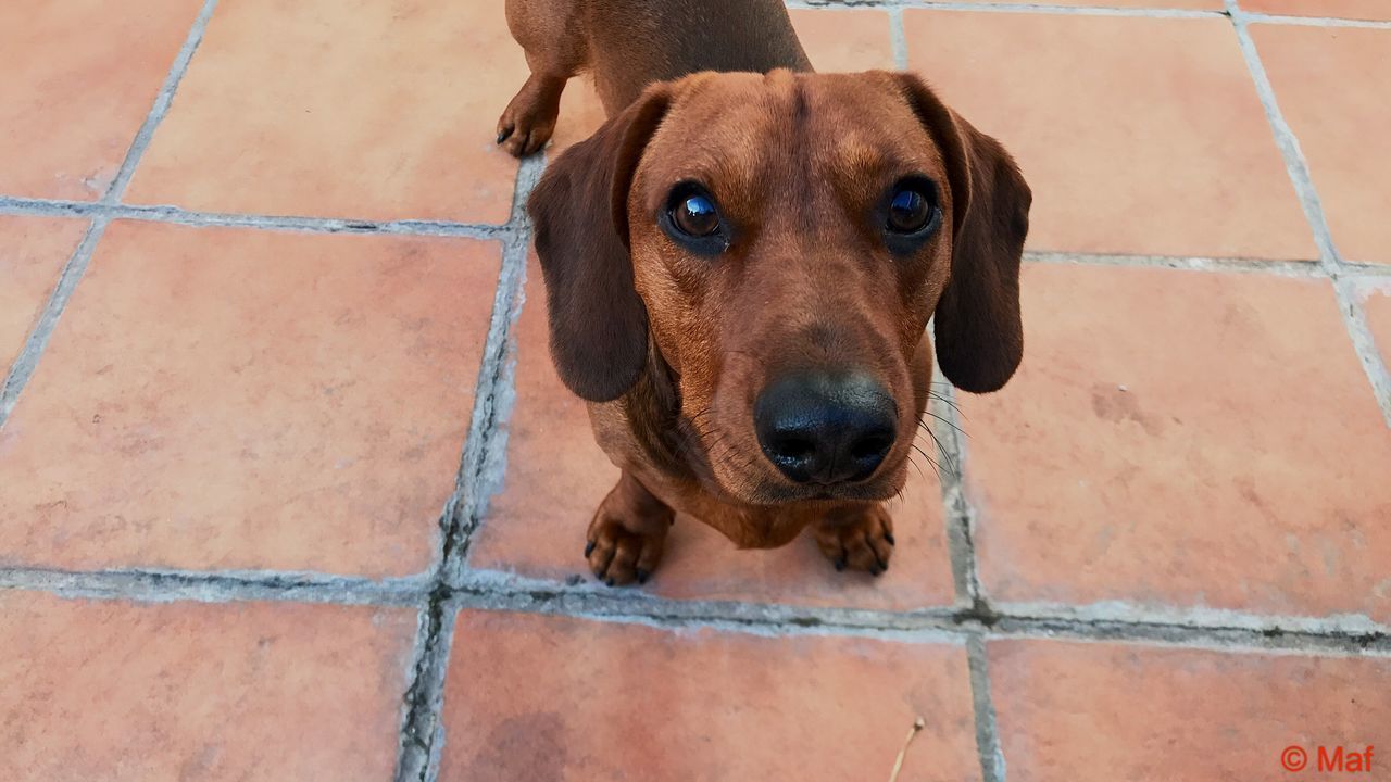 HIGH ANGLE PORTRAIT OF DOG ON FLOOR