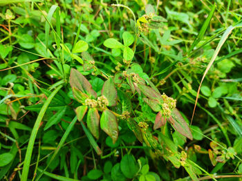 Close-up of insect on plant