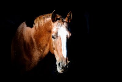 Close-up of horse against black background