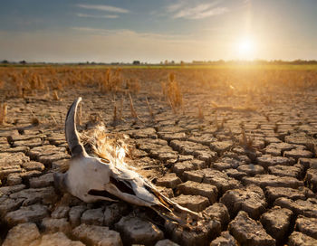 A barren landscape where crops once thrived.  the consequences of prolonged drought on agriculture.