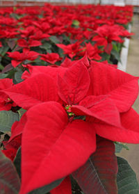 Close-up of red hibiscus blooming outdoors