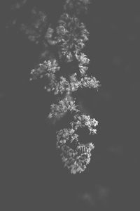 Close-up of flower tree against sky at night