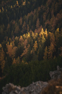 High angle view of trees in forest during autumn