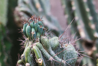 Close-up of cactus plant