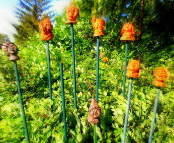 Close-up of poppy flowers on field