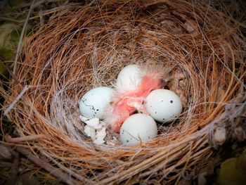 High angle view of bird in nest