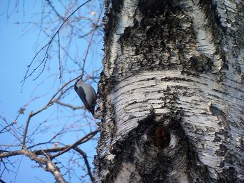 Low angle view of bare tree against sky