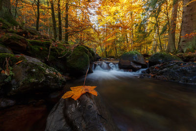 Stream flowing through rocks in forest during autumn