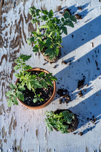 High angle view of potted plants on table