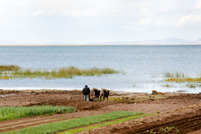 Horses in a sea