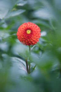 Close-up of pink flower