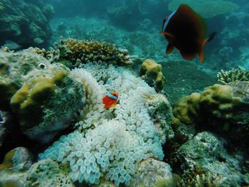 Close-up of fish swimming in aquarium