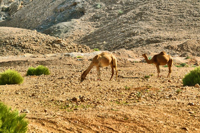 Camels in a mountains