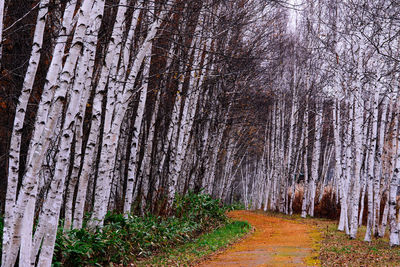 Trees growing in forest