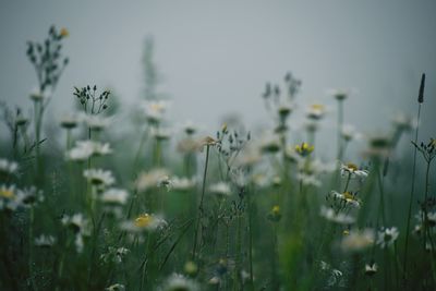 Flowers blooming on field