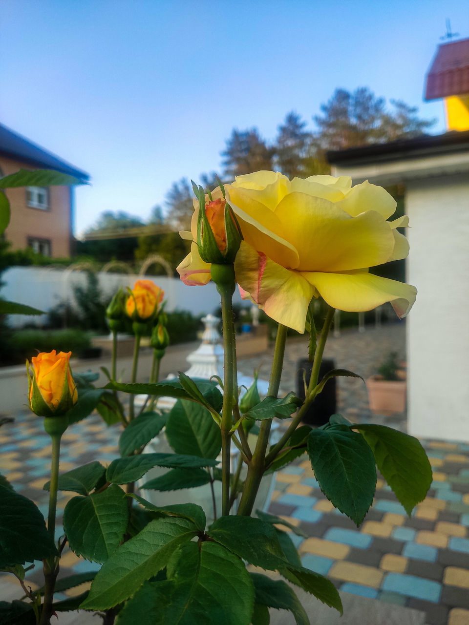 CLOSE-UP OF YELLOW FLOWERING PLANT AGAINST BUILDING